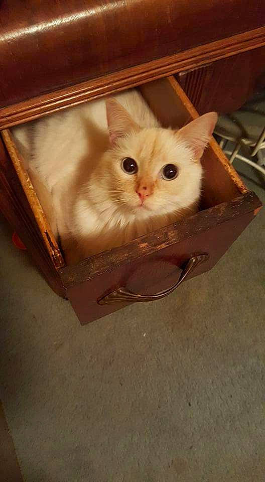 C.j. is registered to the contest to win money with this photo: box, cardboard, carnivore, carton, cat, fawn, felidae, fur, kitten, packaging_and_labeling, packing_materials, pet_supply, small_to_medium_sized_cats, snout, tan, whiskers