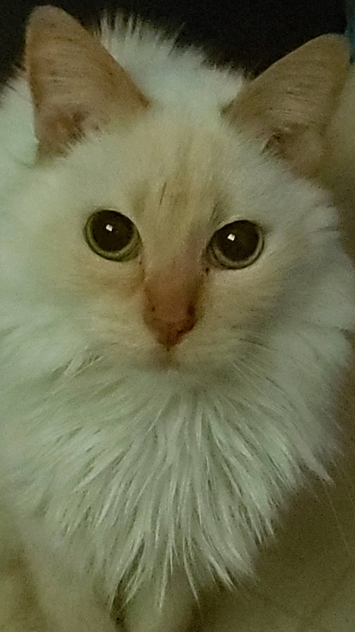 C.j. joined the competition — help win amazing prizes! asian_semi_longhair, carnivore, cat, curious, fawn, felidae, fur, iris, small_to_medium_sized_cats, snout, turkish_angora, vertebrate, whiskers, white