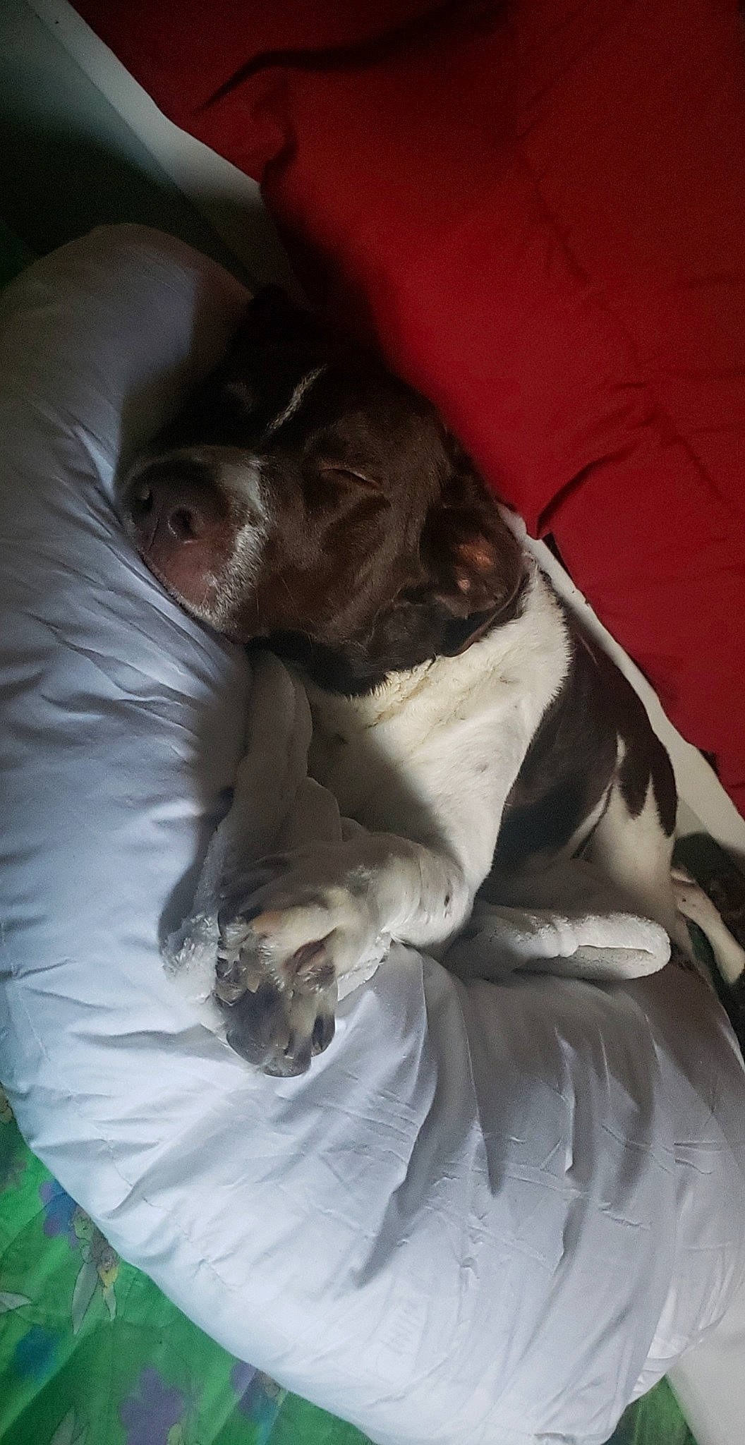 Sulley joined the competition — help win amazing prizes! canidae, carnivore, comfort, companion_dog, dog, dog_breed, linens, liver, non_sporting_group, snout, sporting_group, terrestrial_animal, vertebrate, working_animal, working_dog