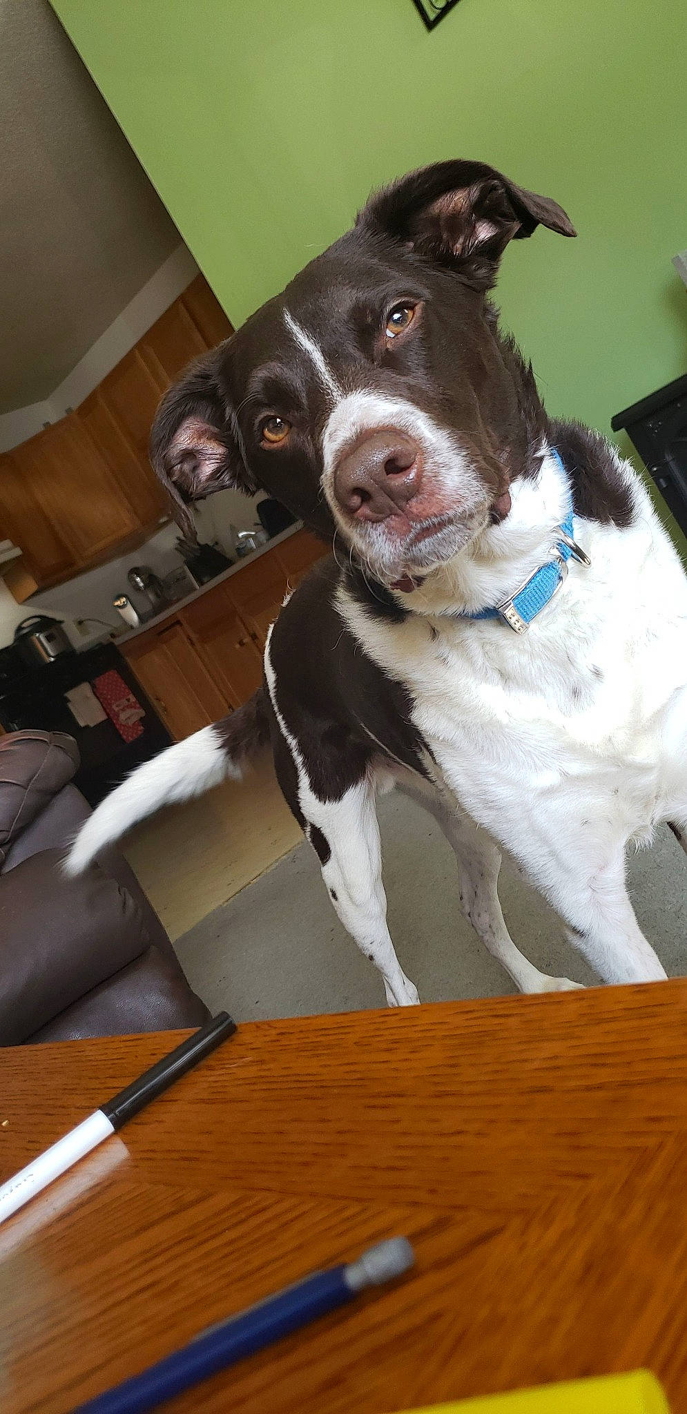 Sulley is registered to the contest to win money with this photo: canidae, carnivore, collar, dog, dog_breed, dog_collar, flooring, fur, hardwood, laminate_flooring, liver, plywood, snout, sporting_group, varnish, vertebrate, wood, wood_flooring, wood_stain, working_animal