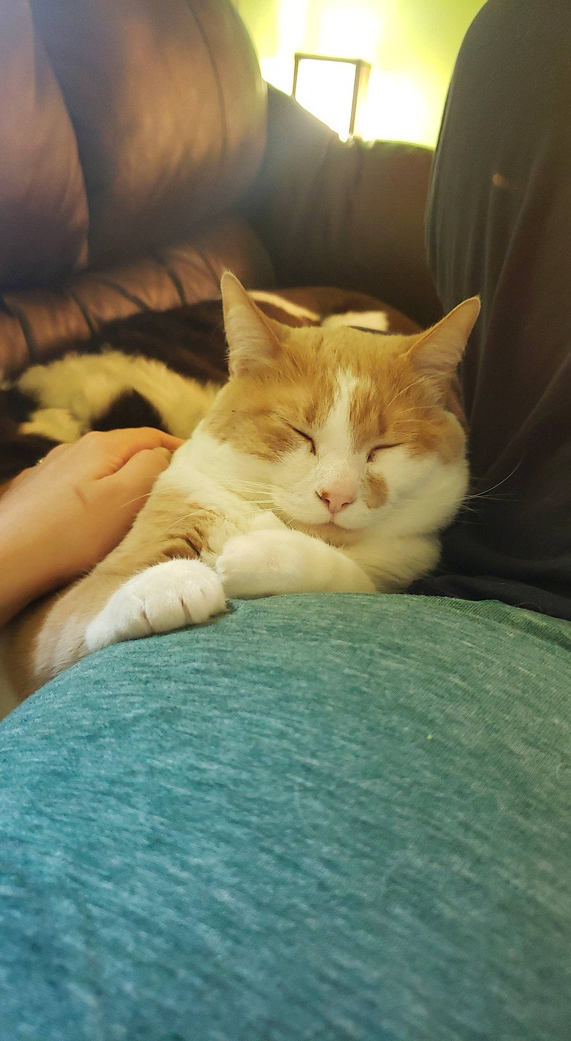 Cecilia joined the competition — help win amazing prizes! carnivore, cat, cat_bed, cat_supply, comfort, couch, domestic_short_haired_cat, felidae, foot, fur, living_room, nap, small_to_medium_sized_cats, toe, vertebrate, whiskers