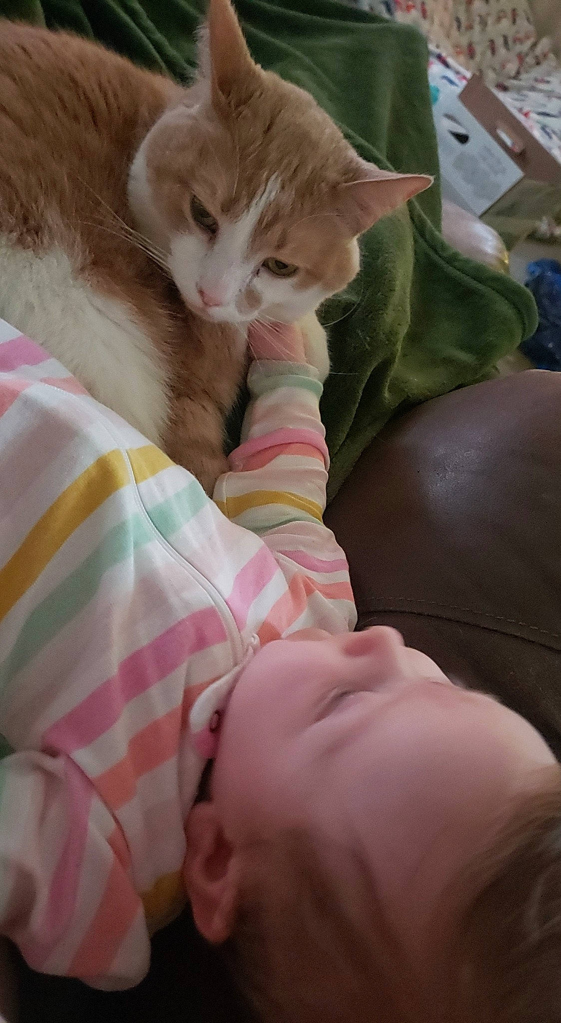 Cecilia joined the competition — help win amazing prizes! baby, baby_toddler_clothing, carnivore, cat, comfort, domestic_short_haired_cat, felidae, fur, nap, skin, small_to_medium_sized_cats, whiskers