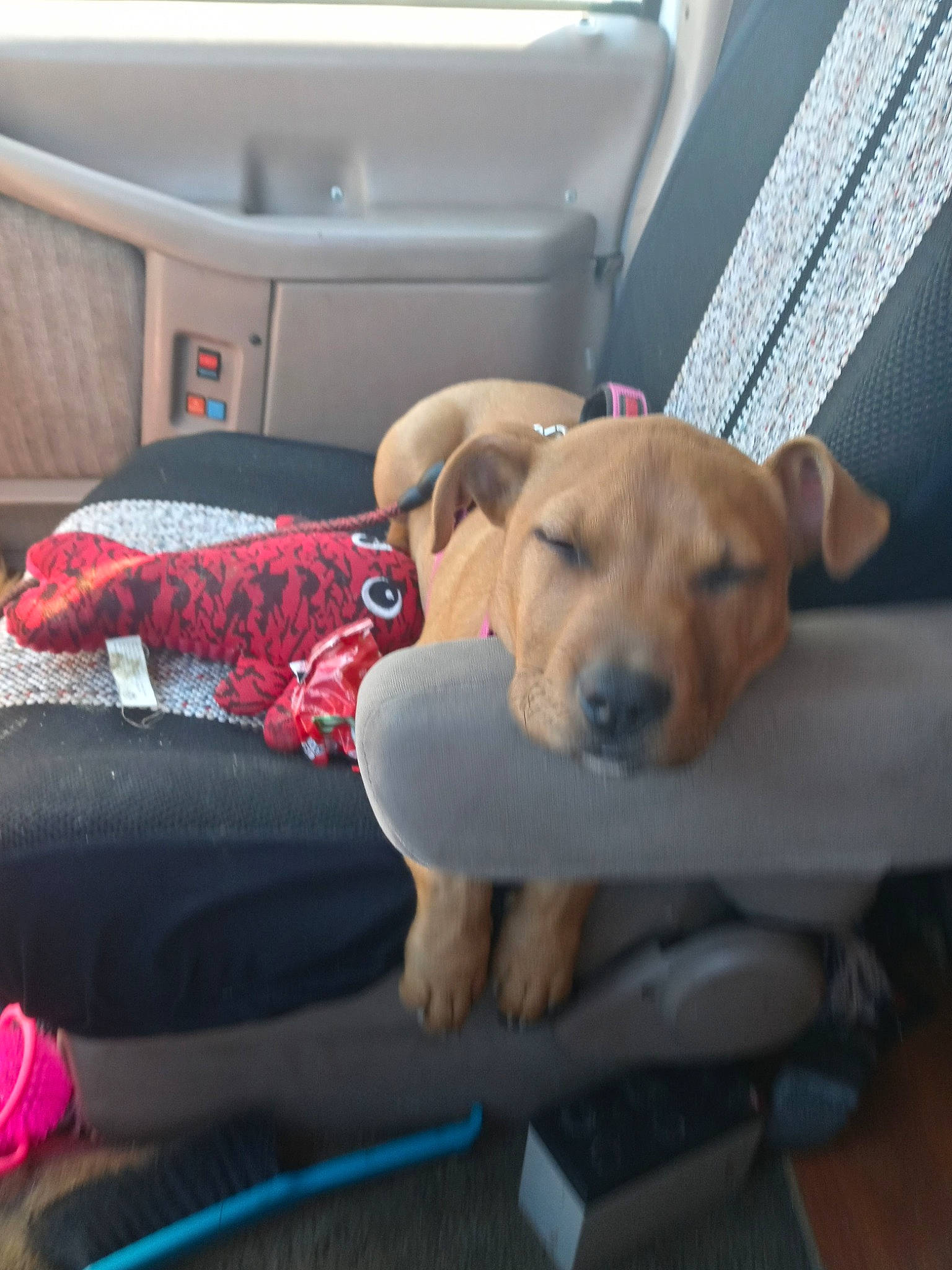 Ladybug is registered to the contest to win money with this photo: canidae, car_seat, car_seat_cover, carnivore, collar, comfort, companion_dog, couch, dog, dog_breed, dog_collar, dog_supply, fawn, mammal, pet_supply, sporting_group, tail, vehicle, vehicle_door, working_animal