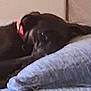 animal, bed, closeup, collar, comfort, cozy, cute, dark_fur, dog, domestic, furniture, home, indoor, laying_down, pet, pillow, relaxed, resting, sleepy, soft