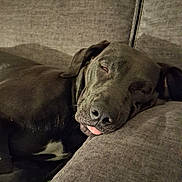 Sheeba joined the competition — help win amazing prizes! animal, black_dog, canine, close_up, couch, cozy, cute, dog, face, furniture, home, indoor, mammal, nap, pet, relaxed, resting, sleeping, tongue, tongue_out