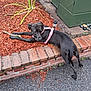 Sheeba is registered to the contest to win money with this photo: asphalt, black_dog, brick_ledge, brick_wall, canine, curious, daylight, dog, garden_bed, greenery, leisure, mulch, outdoor, pet, pink_harness, plant, resting, sidewalk, stick, urban