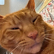 Bandit joined the competition — help win amazing prizes! cat, ginger_cat, close_up, sleepy, indoor, pet, whiskers, nose, ears, face, fur, domestic_animal, cozy, curtains, sign, text, wall, ceiling_fan, home, feline
