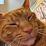 cat, ginger_cat, close_up, sleepy, indoor, pet, whiskers, nose, ears, face, fur, domestic_animal, cozy, curtains, sign, text, wall, ceiling_fan, home, feline