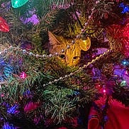 Cricket joined the competition — help win amazing prizes! animal, cat, christmas_tree, closeup, colorful_lights, curious, decorations, eye_contact, festive, festive_decor, garland, greenery, hiding, holiday_lights, holiday_season, indoors, ornaments, pet, pine_needles, playful