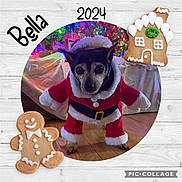 Bella is registered to the contest to win money with this photo: dog, chihuahua, santa_costume, christmas, festive, gingerbread, cookies, gingerbread_house, christmas_lights, holiday, pet, portrait, costume, red_outfit, white_trim, indoor, wooden_floor, christmas_tree, decorations, text_overlay