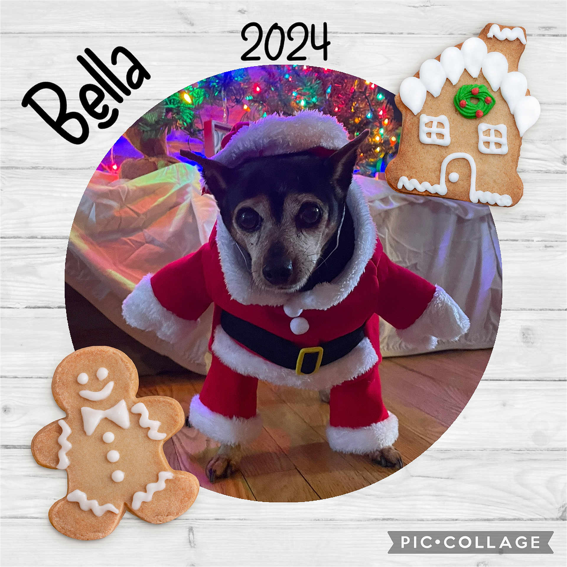 Bella is registered to the contest to win money with this photo: dog, chihuahua, santa_costume, christmas, festive, gingerbread, cookies, gingerbread_house, christmas_lights, holiday, pet, portrait, costume, red_outfit, white_trim, indoor, wooden_floor, christmas_tree, decorations, text_overlay