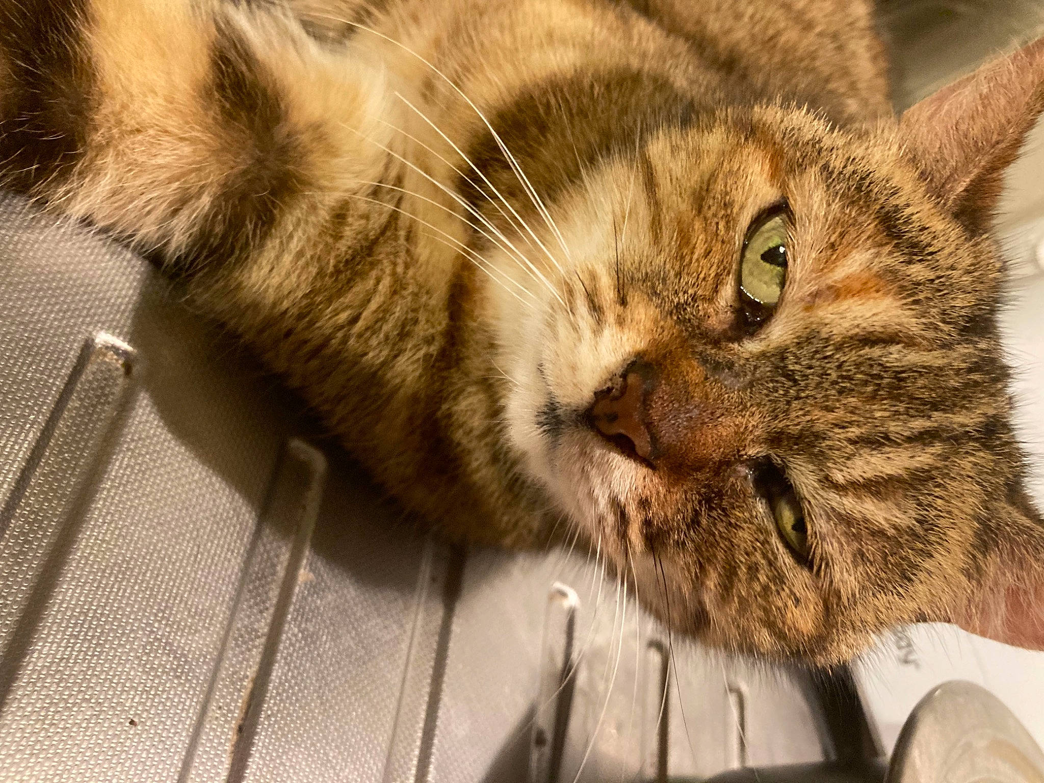 Paya participe au concours pour gagner de l'argent avec cette photo : carnivore, cat, claw, comfort, domestic_short_haired_cat, felidae, fur, paw, small_to_medium_sized_cats, snout, tail, terrestrial_animal, whiskers, wood