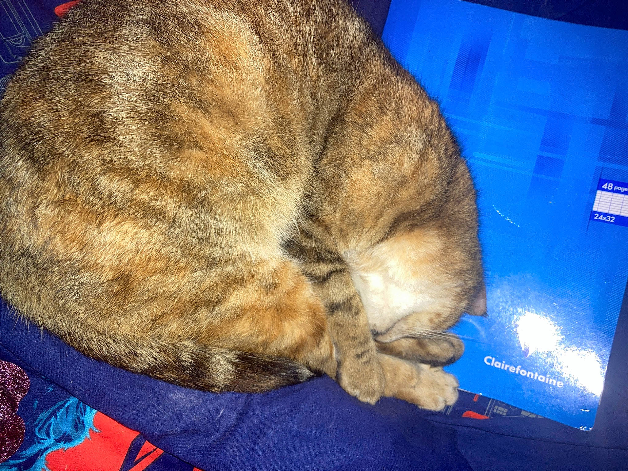 Paya a rejoint le concours — aidez-le/la à gagner de superbes lots ! blue, carnivore, cat, claw, comfort, domestic_short_haired_cat, electric_blue, fawn, felidae, fur, mammal, nap, paw, sleep, small_to_medium_sized_cats, snout, tail, terrestrial_animal, vertebrate, whiskers