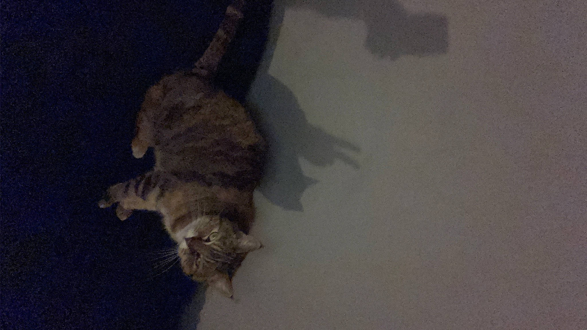 Paya participe au concours pour gagner de l'argent avec cette photo : carnivore, cat, domestic_short_haired_cat, felidae, fur, grey, paw, shadow, small_to_medium_sized_cats, snout, tail, terrestrial_animal, whiskers, wood