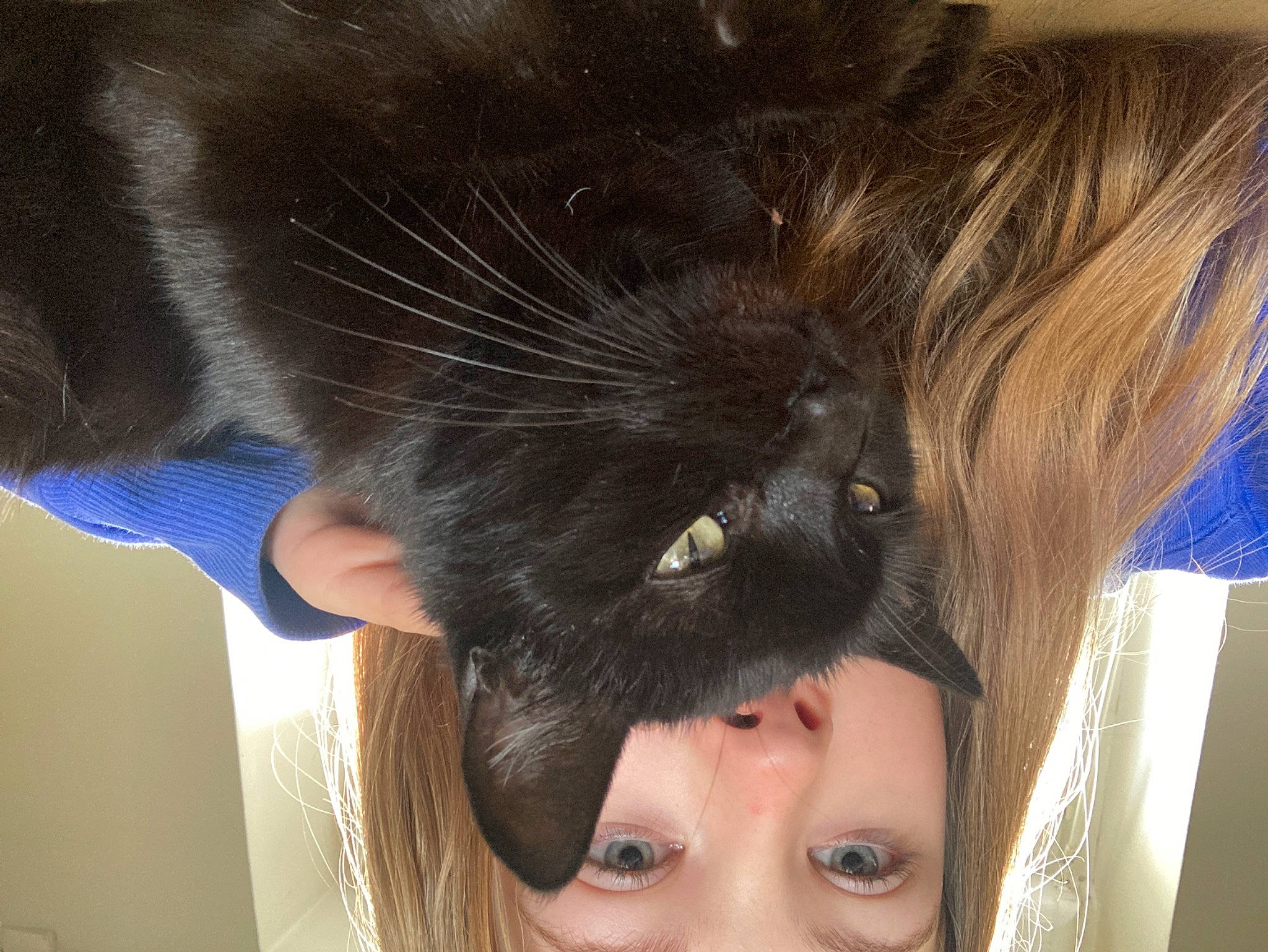 Mimi a rejoint le concours — aidez-le/la à gagner de superbes lots ! bun, carnivore, cat, ear, eye, eyelash, fawn, felidae, gesture, hair, head, jaw, liver, mammal, nose, skin, small_to_medium_sized_cats, snout, vertebrate, whiskers