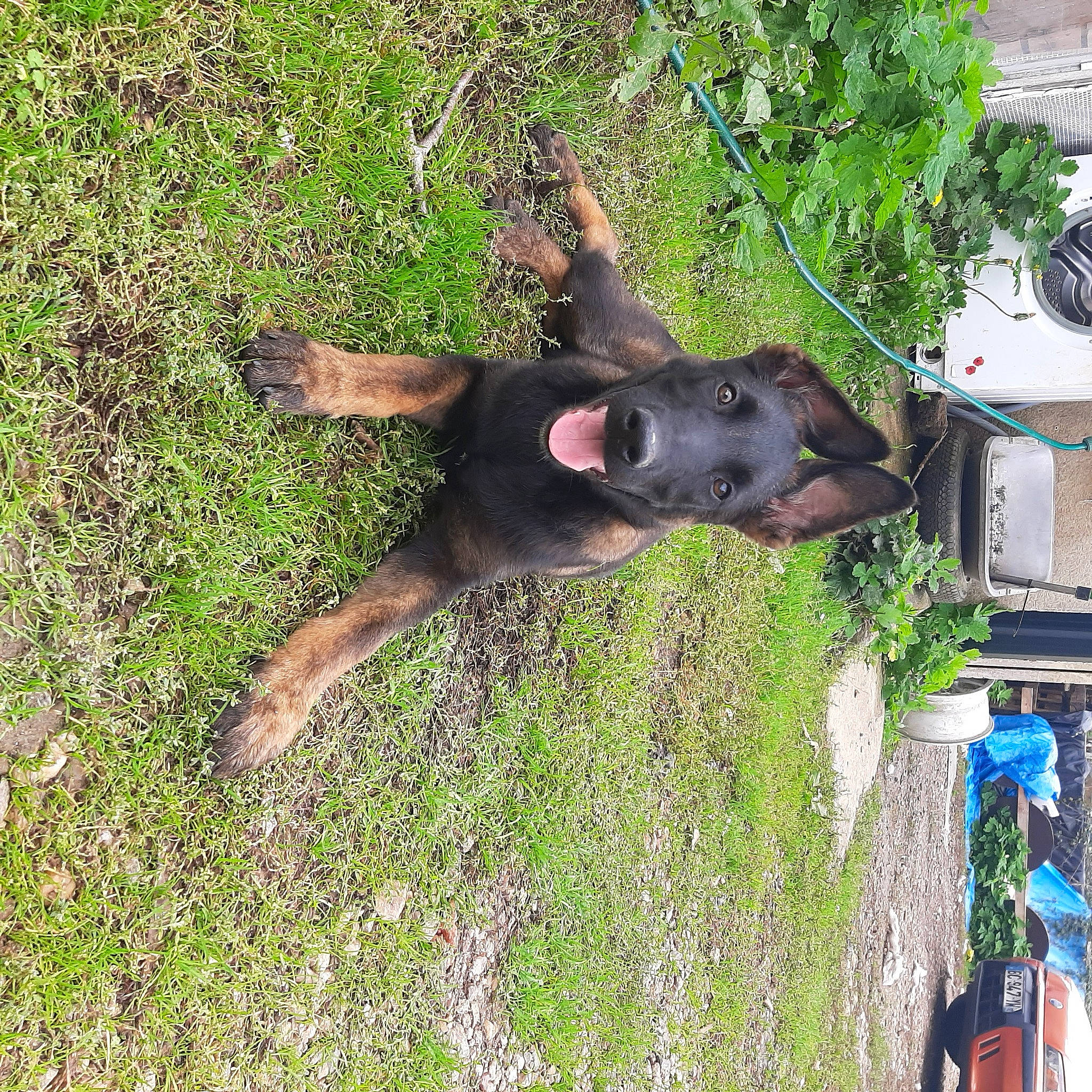 Max participe au concours pour gagner de l'argent avec cette photo : automotive_exterior, canidae, car, carnivore, dobermann, dog, dog_breed, fawn, grass, groundcover, guard_dog, liver, plant, snout, sporting_group, tree, vehicle, vehicle_door, working_animal, working_dog