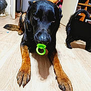 Max a rejoint le concours — aidez-le/la à gagner de superbes lots ! dog, black_dog, pacifier, wooden_floor, indoor, pet, animal, canine, flooring, two_dogs, black_and_tan, living_room, furniture, doorway, toy, house, domestic_animal, mammal, cute, playful