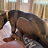 Drax is registered to the contest to win money with this photo: dog, living_room, couch, collar, person, legs, wood_floor, curtains, door, blanket, indoor, furniture, pet, brown, relaxing, window, light, comfort, home, animal
