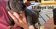Drax joined the competition — help win amazing prizes! animal, carpet, cozy, cute, dog, furniture, hand, holding, home, indoor, living_room, paw, person, pet, puppy, ring, small, text_overlay, wooden_floor, young_animal