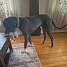 dog, black_dog, toy, plush_toy, living_room, wooden_floor, rug, table, curtains, window, collar, pet, indoor, furniture, home, animal, domestic_animal, standing, playful, sunlight