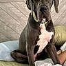 Drax joined the competition — help win amazing prizes! animal, bed, blanket, canine, collar, dog, domestic, furniture, gray_coat, great_dane, headboard, human_arm, indoor, looking_at_camera, pet, pet_bed, portrait, resting, seated, white_chest