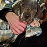 Drax is registered to the contest to win money with this photo: puppy, dog, blanket, hand, person, car_interior, gas_station, advertisement, sign, lighting, coat, black_jacket, seat, window, fur, pet, cute, young_dog, indoor, closeup