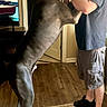 Drax is registered to the contest to win money with this photo: boat, casual_clothing, dog, great_dane, home, indoor, interaction, light, love, man, pet, playing, room, rug, shorts, sneakers, speech_bubble, standing, television, wooden_floor