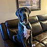 animal, artwork, brown_couch, canine, collar, dog, domestic_animal, framed_picture, furniture, great_dane, house, indoor, large_dog, leather_couch, living_room, looking, pet, portrait, seated, wall