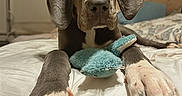 Drax is registered to the contest to win money with this photo: dog, great_dane, puppy, bed, paws, toy, plush_toy, indoor, pet, animal, sleeping_area, cozy, close_up, brown, white_paws, nails, ears, face, resting, domestic_animal