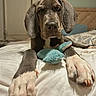 dog, great_dane, puppy, bed, paws, toy, plush_toy, indoor, pet, animal, sleeping_area, cozy, close_up, brown, white_paws, nails, ears, face, resting, domestic_animal
