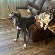 Drax joined the competition — help win amazing prizes! dog, great_dane, german_shepherd_mix, living_room, couch, leather_furniture, wooden_floor, curtains, natural_light, pet, animal, indoor, relaxed, alert, domestic, companion, floor, furniture, home, cozy