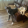 dog, great_dane, german_shepherd_mix, living_room, couch, leather_furniture, wooden_floor, curtains, natural_light, pet, animal, indoor, relaxed, alert, domestic, companion, floor, furniture, home, cozy