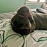 animal, bed, blinds, canine, closeup, collar, curious, dog, floral_bedspread, green_wall, indoor, lying_down, muzzle, pet, playful, resting, smile, teeth, upside_down, window