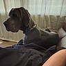 dog, indoor, couch, curtains, blanket, relaxing, pet, canine, furniture, window, light, shadow, domestic, companion, side_view, collar, resting, human_arm, wood_floor, calm