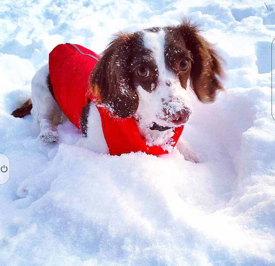 Cupcake is registered to the contest to win money with this photo: ball, canidae, carmine, carnivore, companion_dog, dog, dog_breed, dog_collar, dog_supply, electric_blue, freezing, fur, gun_dog, playing_in_the_snow, precipitation, recreation, snout, snow, sporting_group, winter