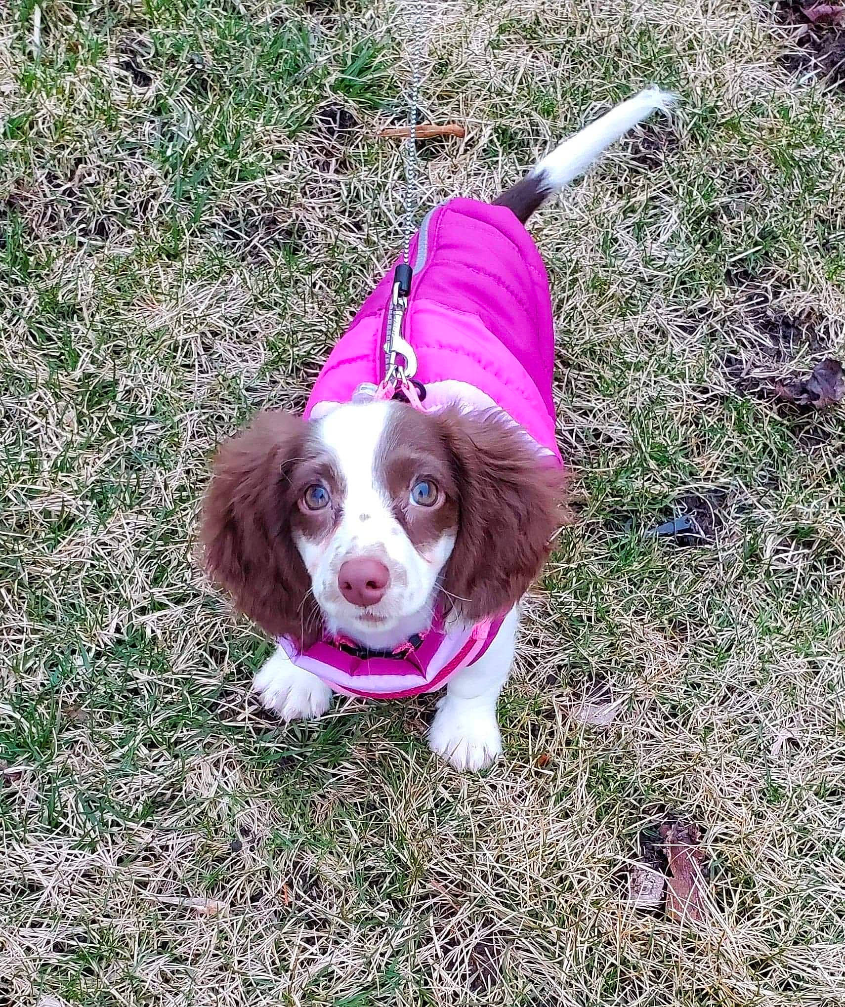 Cupcake joined the competition — help win amazing prizes! canidae, carnivore, cavalier_king_charles_spaniel, companion_dog, dog, dog_breed, dog_supply, fawn, fur, grass, hound, hunting_dog, irish_red_and_white_setter, king_charles_spaniel, liver, snout, spaniel, sporting_group, tail, toy_dog