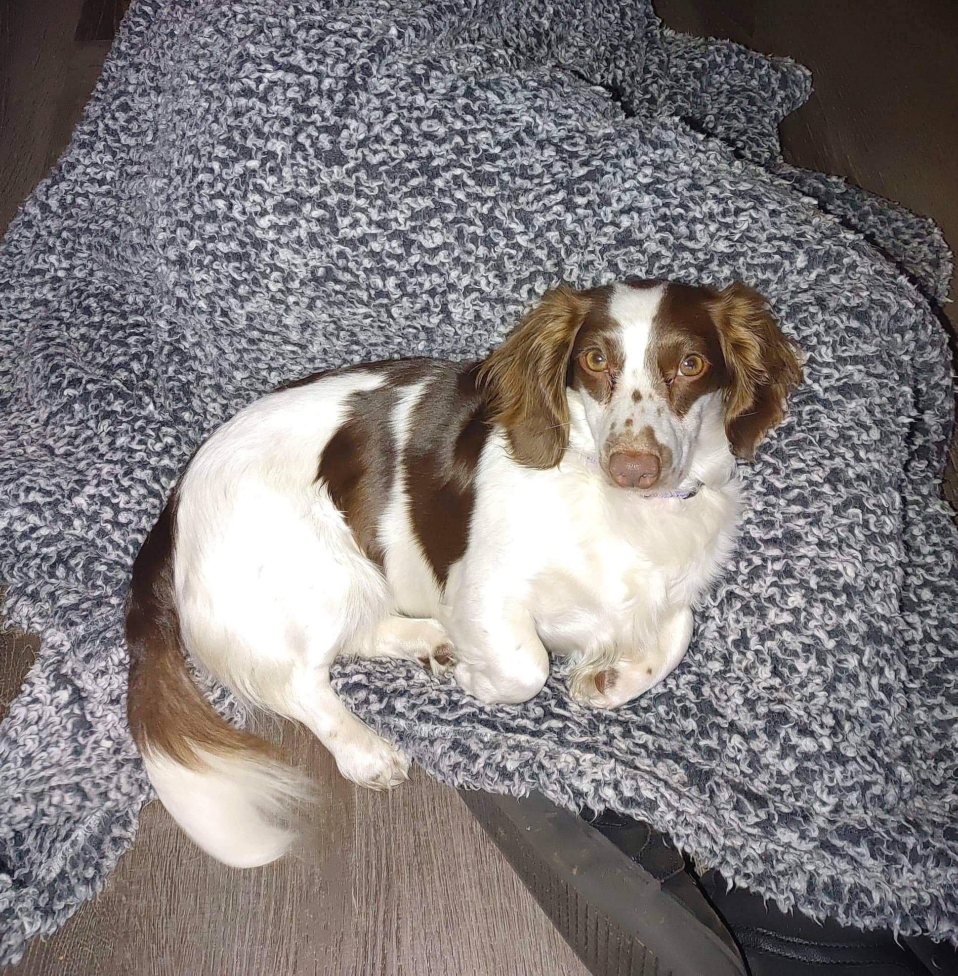 Cupcake joined the competition — help win amazing prizes! bored, canidae, carnivore, companion_dog, dog, dog_breed, fawn, fur, gun_dog, liver, snout, spaniel, sporting_group, terrestrial_animal