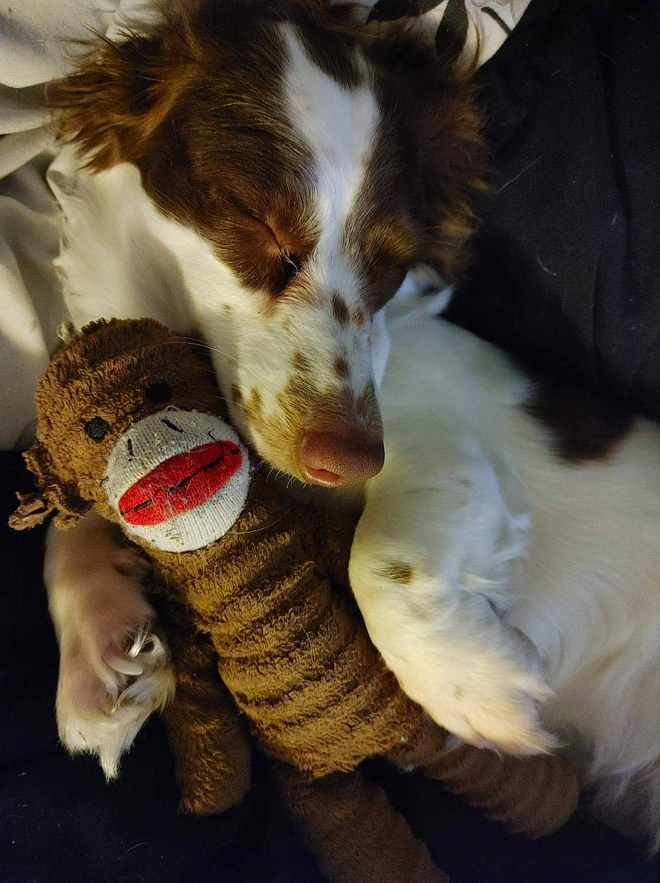 Cupcake is registered to the contest to win money with this photo: carnivore, cat, comfort, companion_dog, dog, dog_breed, domestic_short_haired_cat, fawn, felidae, fur, paw, silken_windhound, small_to_medium_sized_cats, stuffed_toy, tail, toy, whiskers, wool, woolen, working_animal