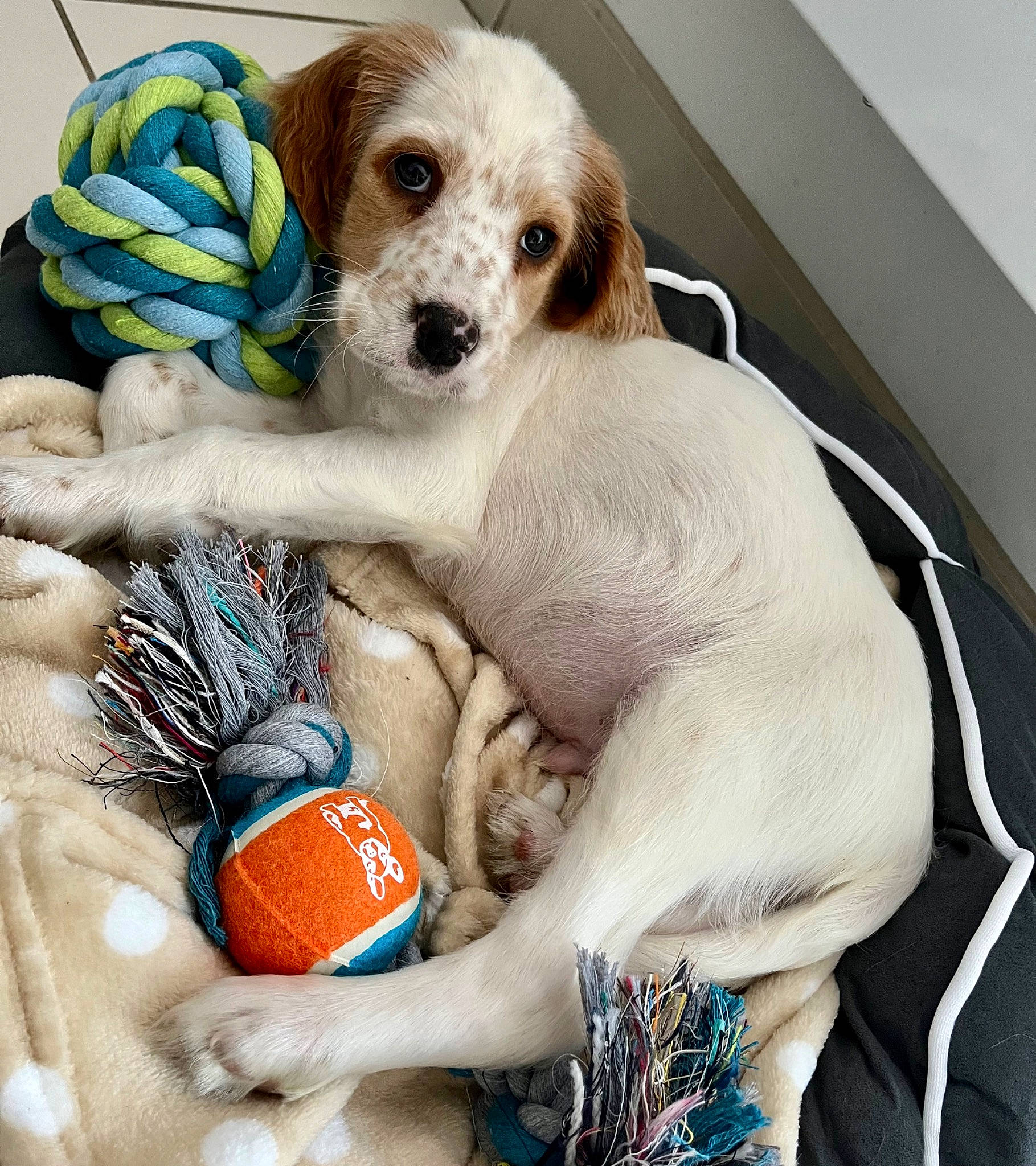 Eiko a rejoint le concours — aidez-le/la à gagner de superbes lots ! basket, canidae, carnivore, comfort, companion_dog, dog, dog_bed, dog_breed, dog_clothes, dog_supply, fashion_accessory, fawn, fur, linens, paw, pet_supply, sporting_group, stuffed_toy, toy, toy_dog