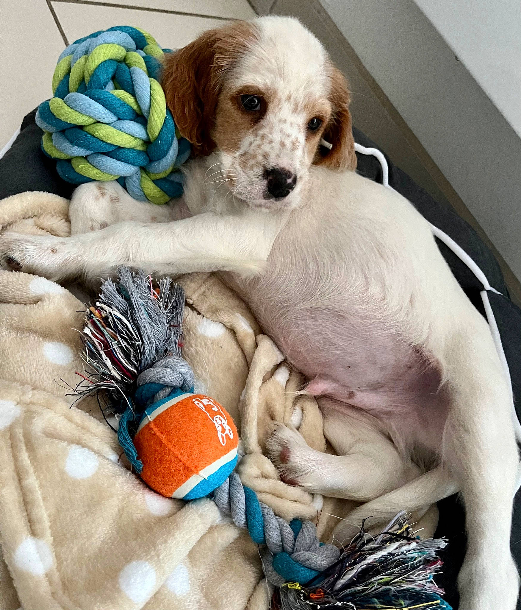 Eiko a rejoint le concours — aidez-le/la à gagner de superbes lots ! bag, basket, blue, canidae, carnivore, companion_dog, dog, dog_bed, dog_breed, dog_clothes, dog_supply, fawn, linens, pet_supply, pillow, sporting_group, stuffed_toy, toy, toy_dog, working_animal