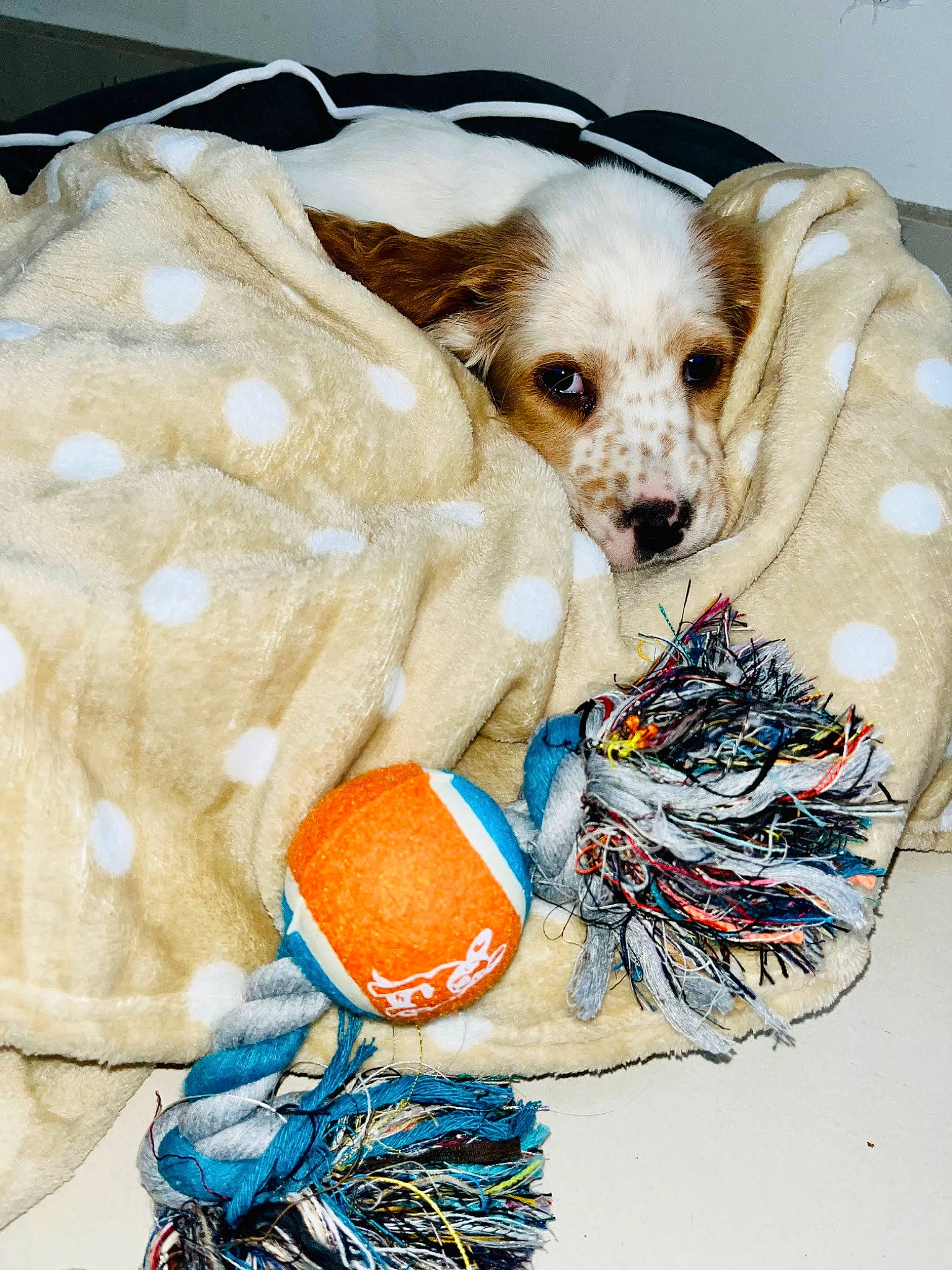 Eiko a rejoint le concours — aidez-le/la à gagner de superbes lots ! ball, basket, carnivore, collar, companion_dog, dog, dog_breed, dog_clothes, dog_supply, fashion_accessory, fawn, helmet, linens, pet_supply, snout, sporting_group, textile, toy, toy_dog, working_animal