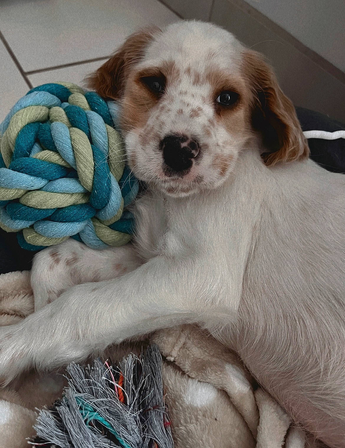 Eiko participe au concours pour gagner de l'argent avec cette photo : bed, canidae, carnivore, chair, comfort, companion_dog, dog, dog_breed, dog_supply, electric_blue, fawn, fur, linens, pattern, pet_supply, snout, sporting_group, toy, toy_dog, whiskers