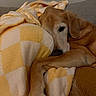 dog, blanket, yellow, white, checkered, couch, pet, resting, cozy, fur, paw, relaxed, indoor, animal, sleepy, comfort, snuggle, warm, canine, home