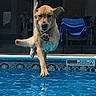 Emma joined the competition — help win amazing prizes! dog, jumping, pool, water, blue, outdoor, summer, porch, chair, towel, pet, leap, animal, playful, motion, sunlight, daytime, backyard, fun, energetic