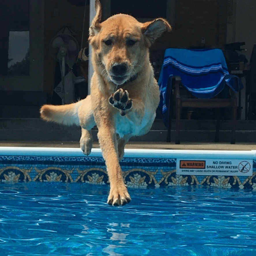 Emma joined the competition — help win amazing prizes! dog, jumping, pool, water, blue, outdoor, summer, porch, chair, towel, pet, leap, animal, playful, motion, sunlight, daytime, backyard, fun, energetic