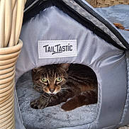 Miss Kitty joined the competition — help win amazing prizes! cat, tabby_cat, pet_house, cozy, green_eyes, outdoor, wicker_chair, fallen_leaves, animal, feline, resting, gray, fabric, whiskers, cute, relaxed, small_pet_house, nature, daylight, home
