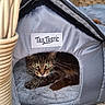 cat, tabby_cat, pet_house, cozy, green_eyes, outdoor, wicker_chair, fallen_leaves, animal, feline, resting, gray, fabric, whiskers, cute, relaxed, small_pet_house, nature, daylight, home