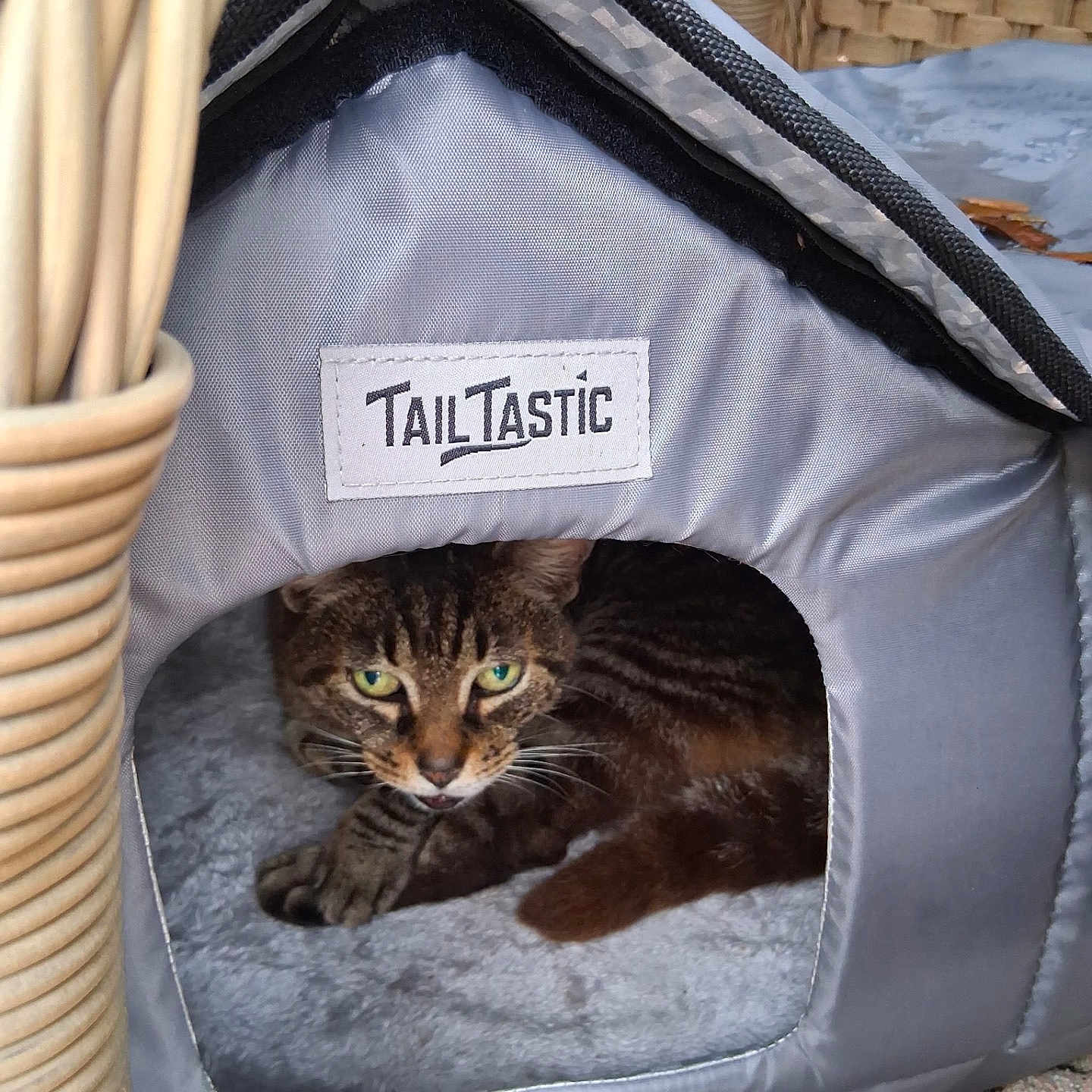 Miss Kitty joined the competition — help win amazing prizes! cat, tabby_cat, pet_house, cozy, green_eyes, outdoor, wicker_chair, fallen_leaves, animal, feline, resting, gray, fabric, whiskers, cute, relaxed, small_pet_house, nature, daylight, home