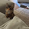 kitten, tabby, cat, couch, blanket, indoor, home, curious, pet_bed, floor, rug, wood_floor, cozy, living_room, animal, feline, cute, small_animal, resting, looking