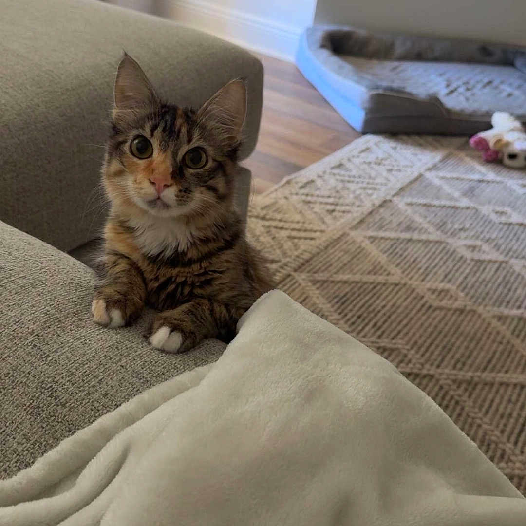 Nala joined the competition — help win amazing prizes! kitten, tabby, cat, couch, blanket, indoor, home, curious, pet_bed, floor, rug, wood_floor, cozy, living_room, animal, feline, cute, small_animal, resting, looking